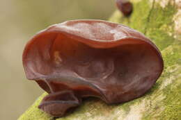 Image of ear fungus