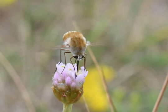 Image of Heath bee-fly