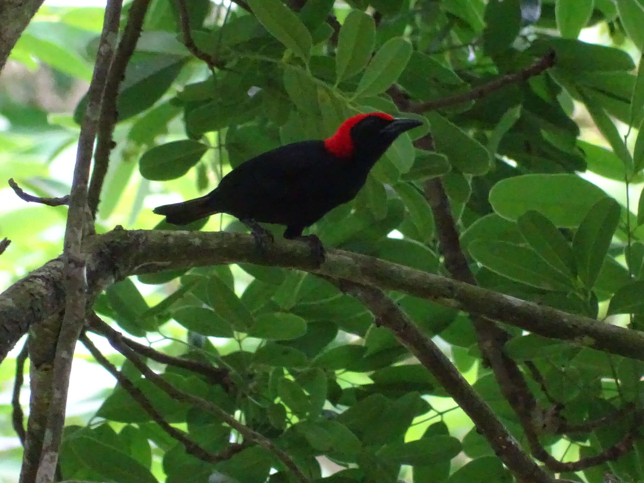 Image of Red-headed Malimbe