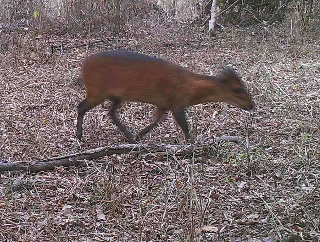 Слика од Cephalophus rufilatus Gray 1846