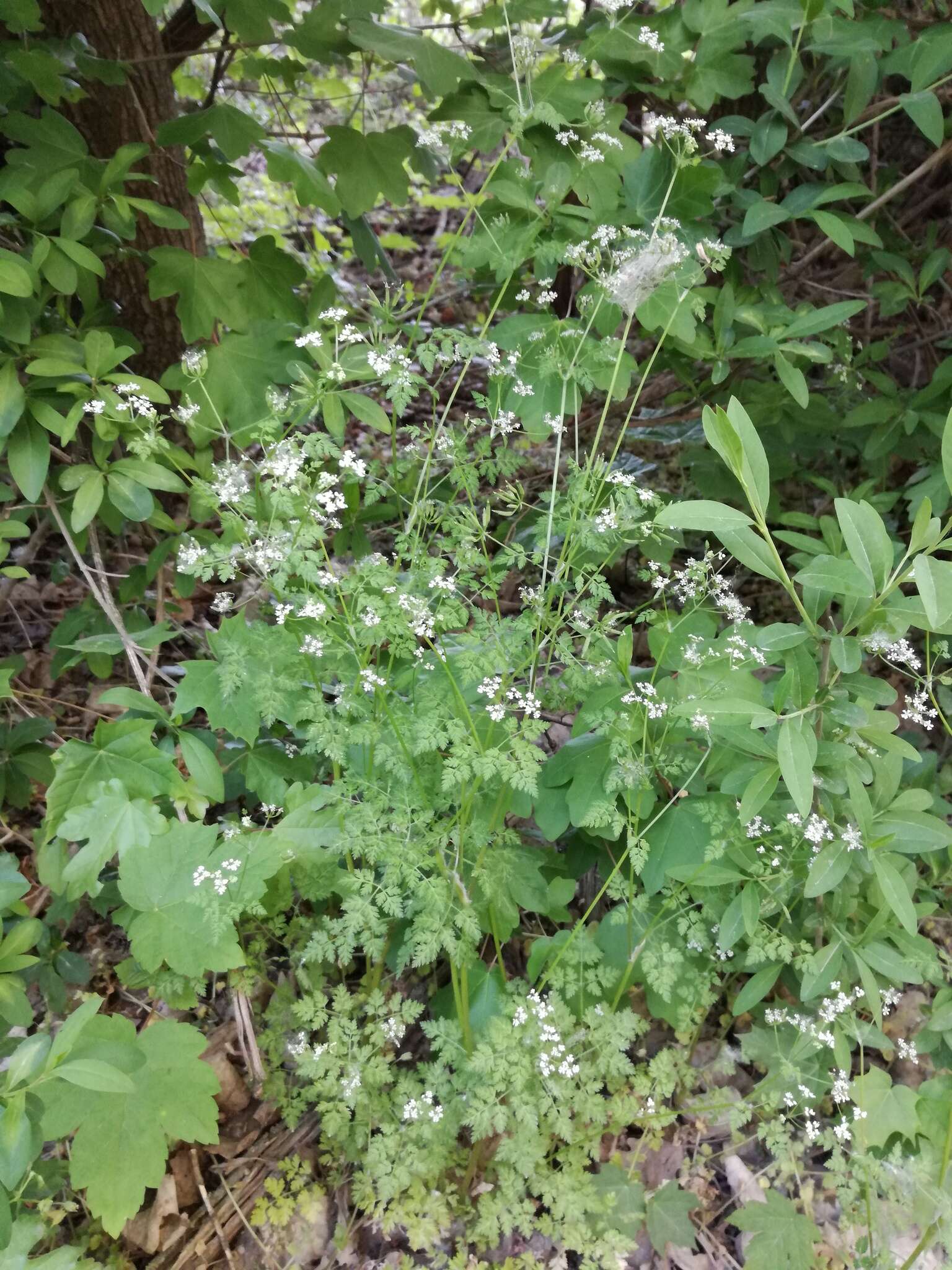 Image of garden chervil