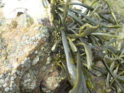 Image of Ascophyllum