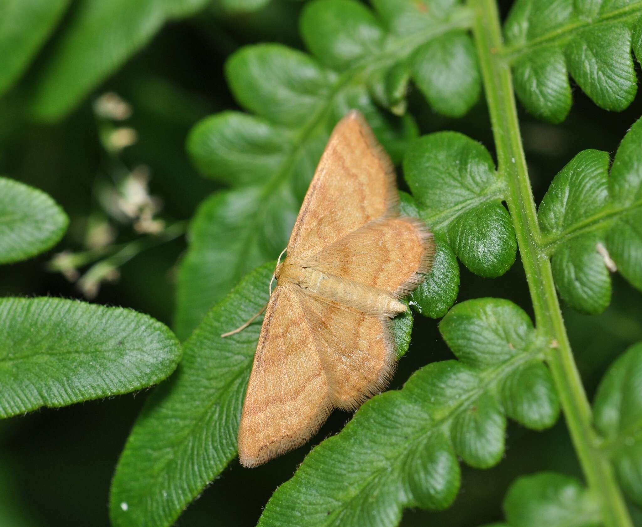 صورة Idaea serpentata Hüfnagel 1767