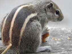 Image of Indian palm squirrel