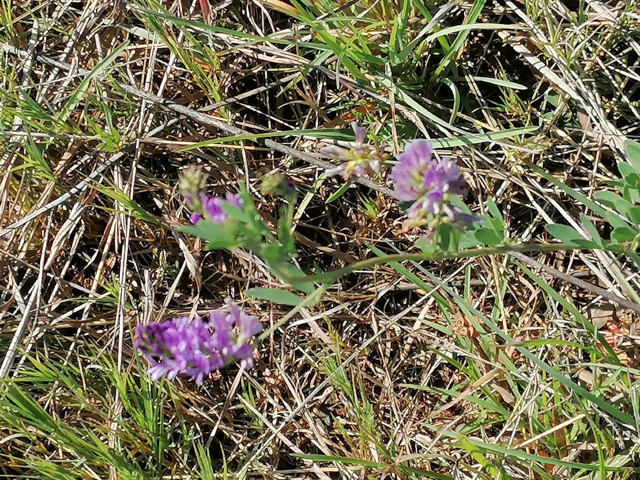 Sivun Medicago sativa subsp. sativa kuva