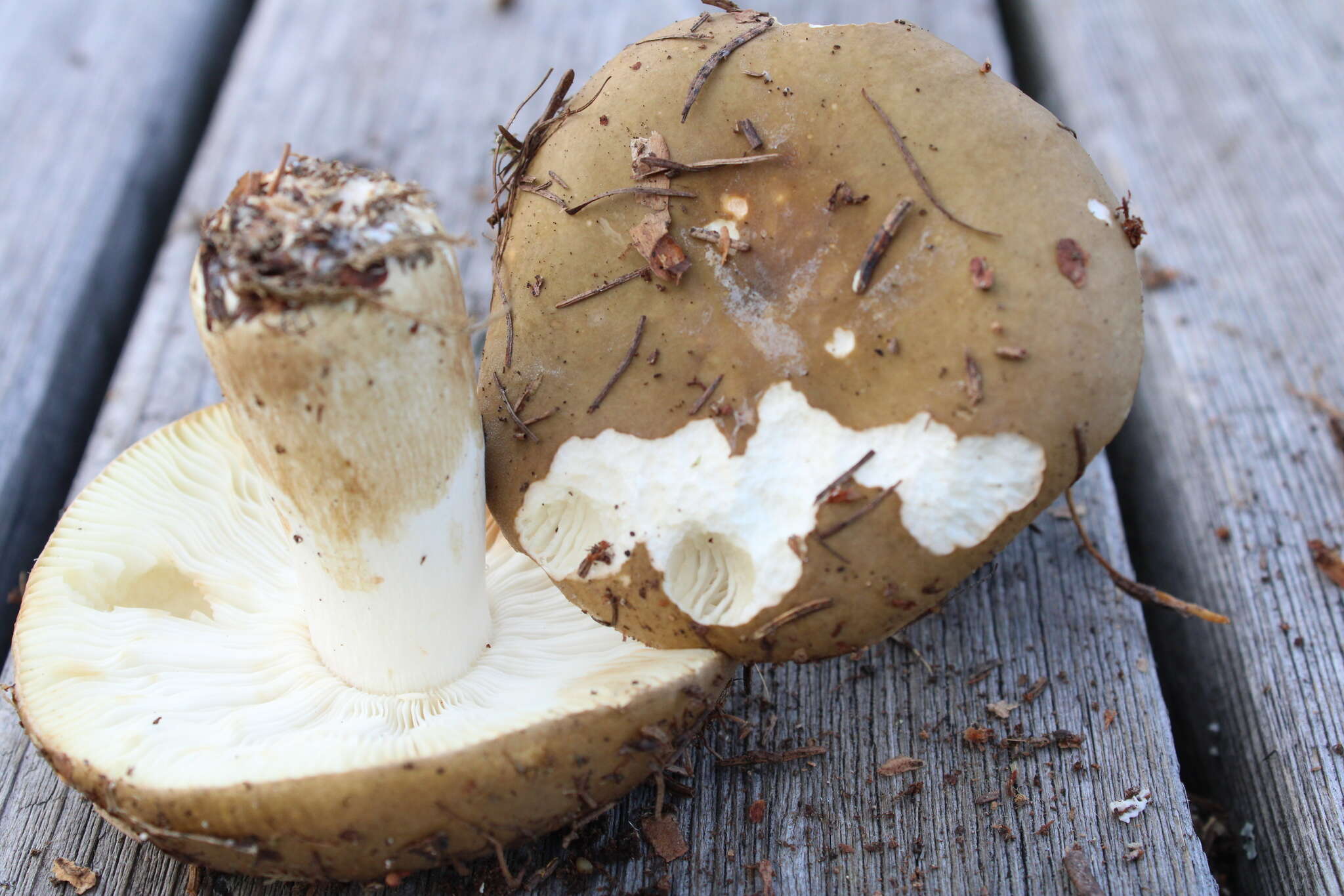 Image de Russula clavipes Velen. 1920