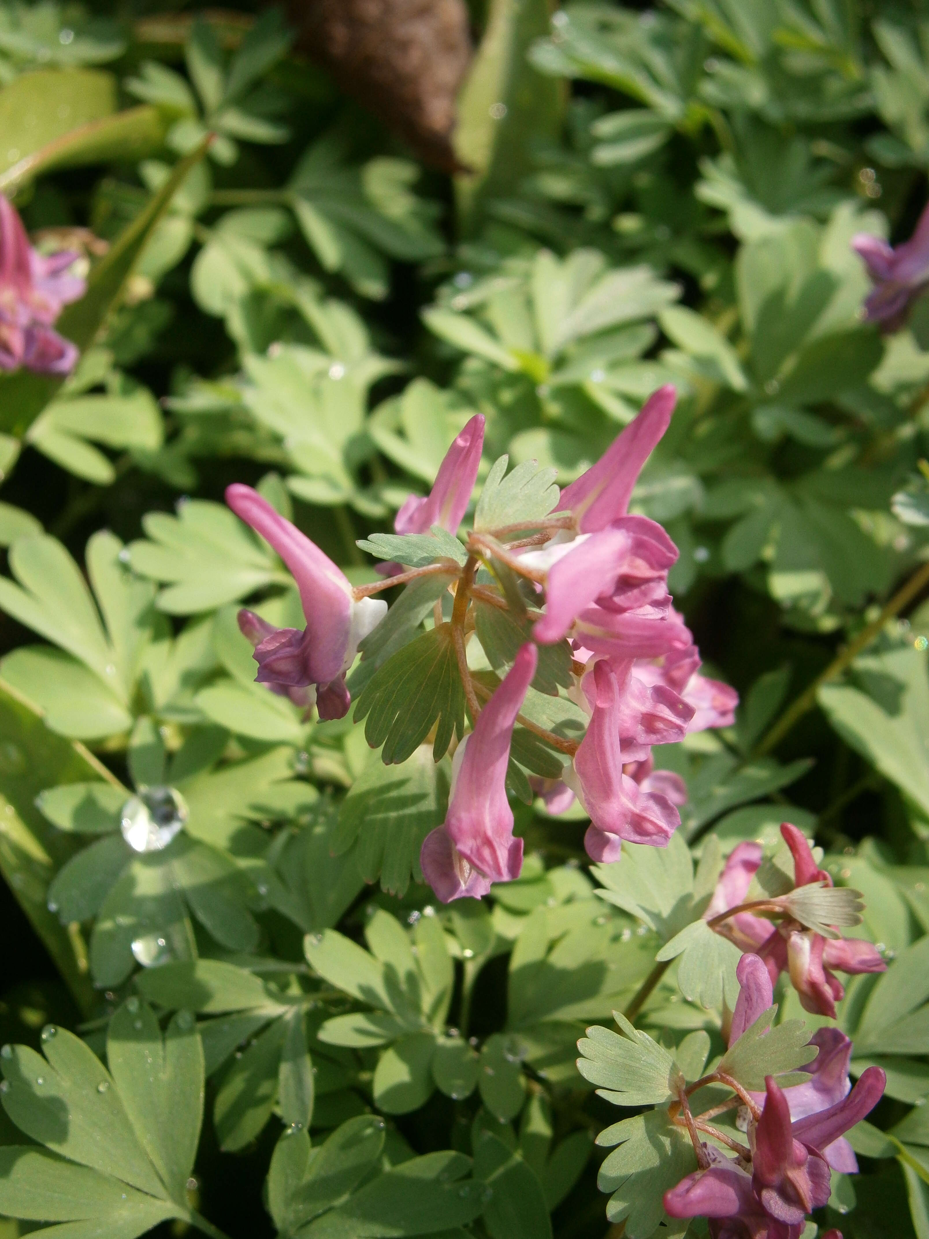 Image of bird-in-a-bush