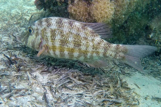 Image of Orange-striped emperor