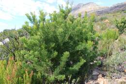 Image of Hakea drupacea (C. F. Gaertn.) Roem. & Schult.