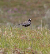 Image of Pacific Golden Plover