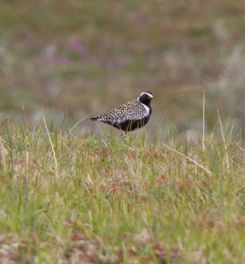 Image of Pacific Golden Plover