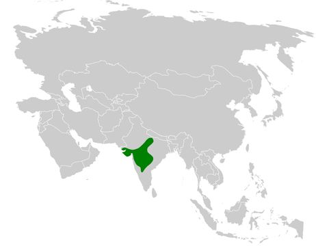 <span class="translation_missing" title="translation missing: en.medium.untitled.map_image_of, page_name: Sykes's Lark">Map Image Of</span>