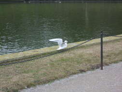 Image of Black-headed Gull