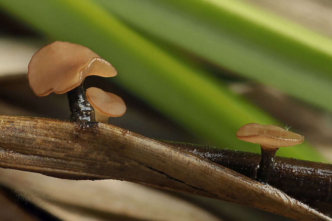 Image of Rutstroemia paludosa (E. K. Cash & R. W. Davidson) J. W. Groves & M. E. Elliott 1961