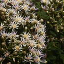 Image de Gymnanthemum coloratum subsp. coloratum