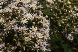 Image of Lowveld veronia