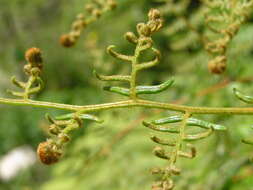 Image of Pteridium esculentum (G. Forst.) Nakai