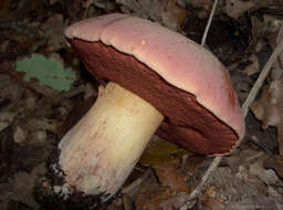 Image of wolf bolete