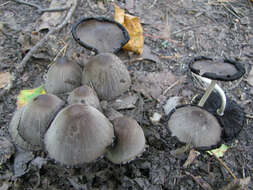 Coprinopsis atramentaria (Bull.) Redhead, Vilgalys & Moncalvo 2001 resmi