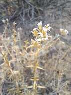 Image of Acanthophyllum pungens (Bunge) Boiss.