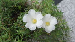 Image of Moss-rose Purslane