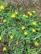 Image of trailing St John's-wort