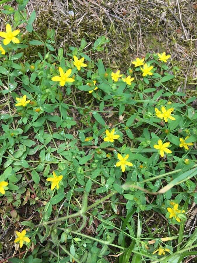 Image of trailing St John's-wort