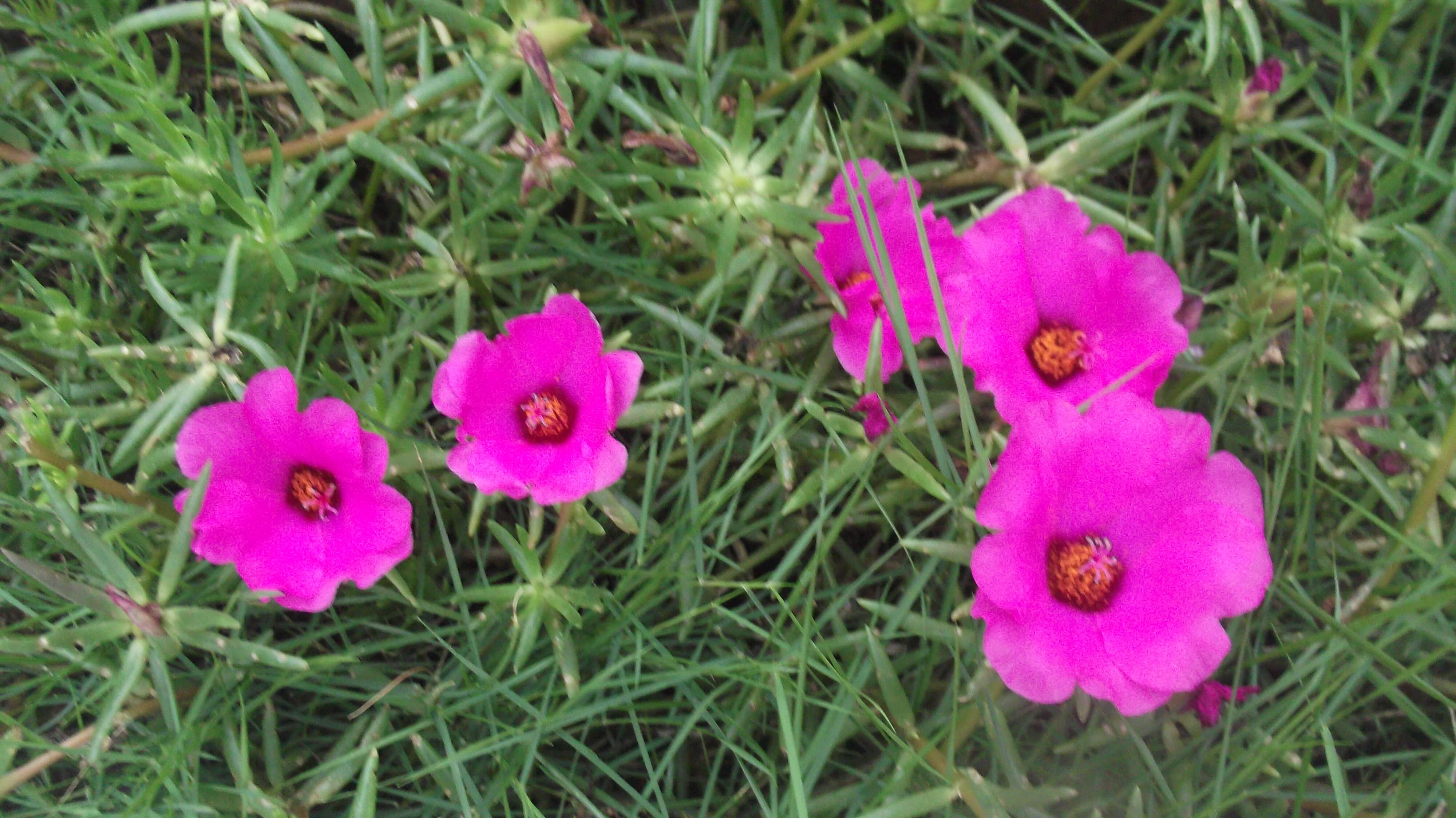 Image of Moss-rose Purslane