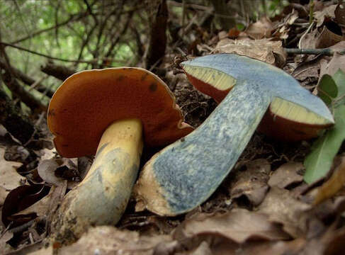 Image of wolf bolete