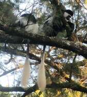 Image of Colobus guereza guereza Rüppell 1835