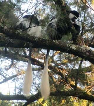 صورة Colobus guereza guereza Rüppell 1835