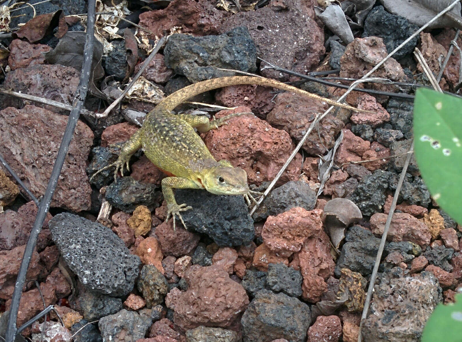 Plancia ëd Microlophus bivittatus (Peters 1871)