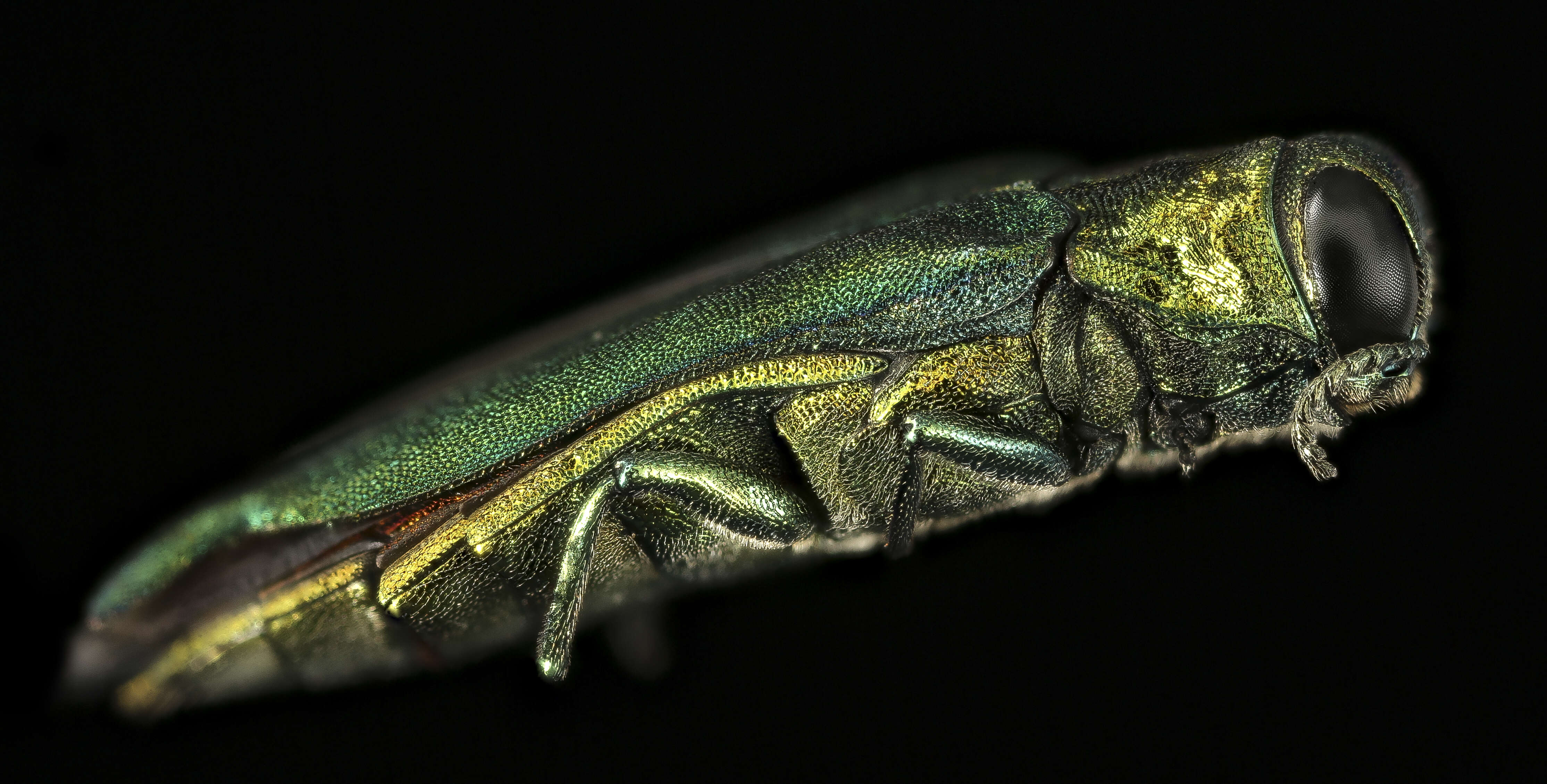 Image of Emerald ash borer