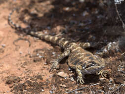 Image of Nullabor Bearded Dragon