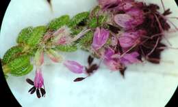 Image of Erica similis (N. E. Br.) E. G. H. Oliver