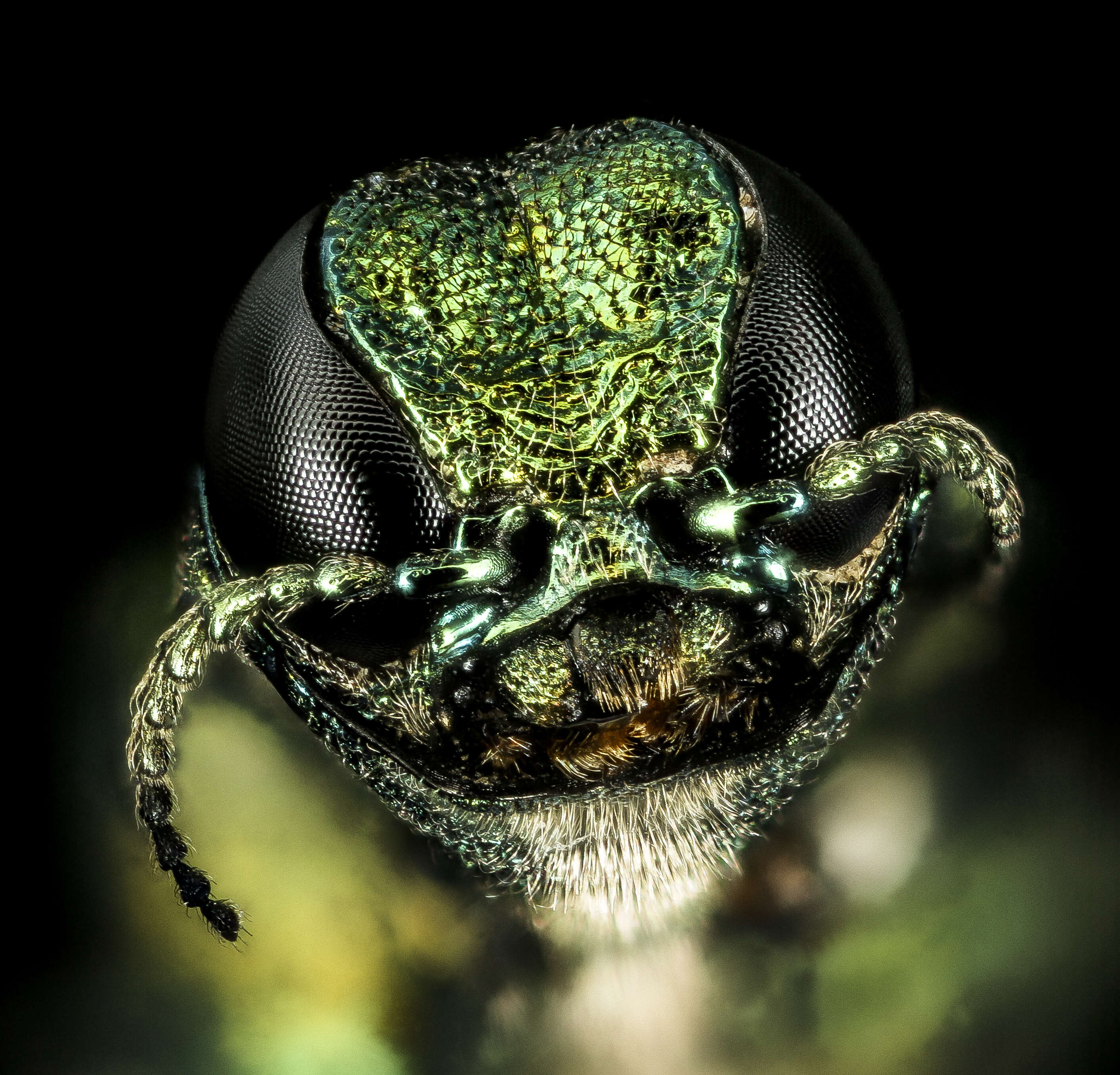 Image of Emerald ash borer