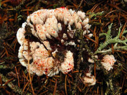 Image of Hydnellum peckii Banker 1912