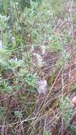 Image of alpine bulrush