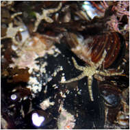 Image of Ophionereis diabloensis Hendler 2002