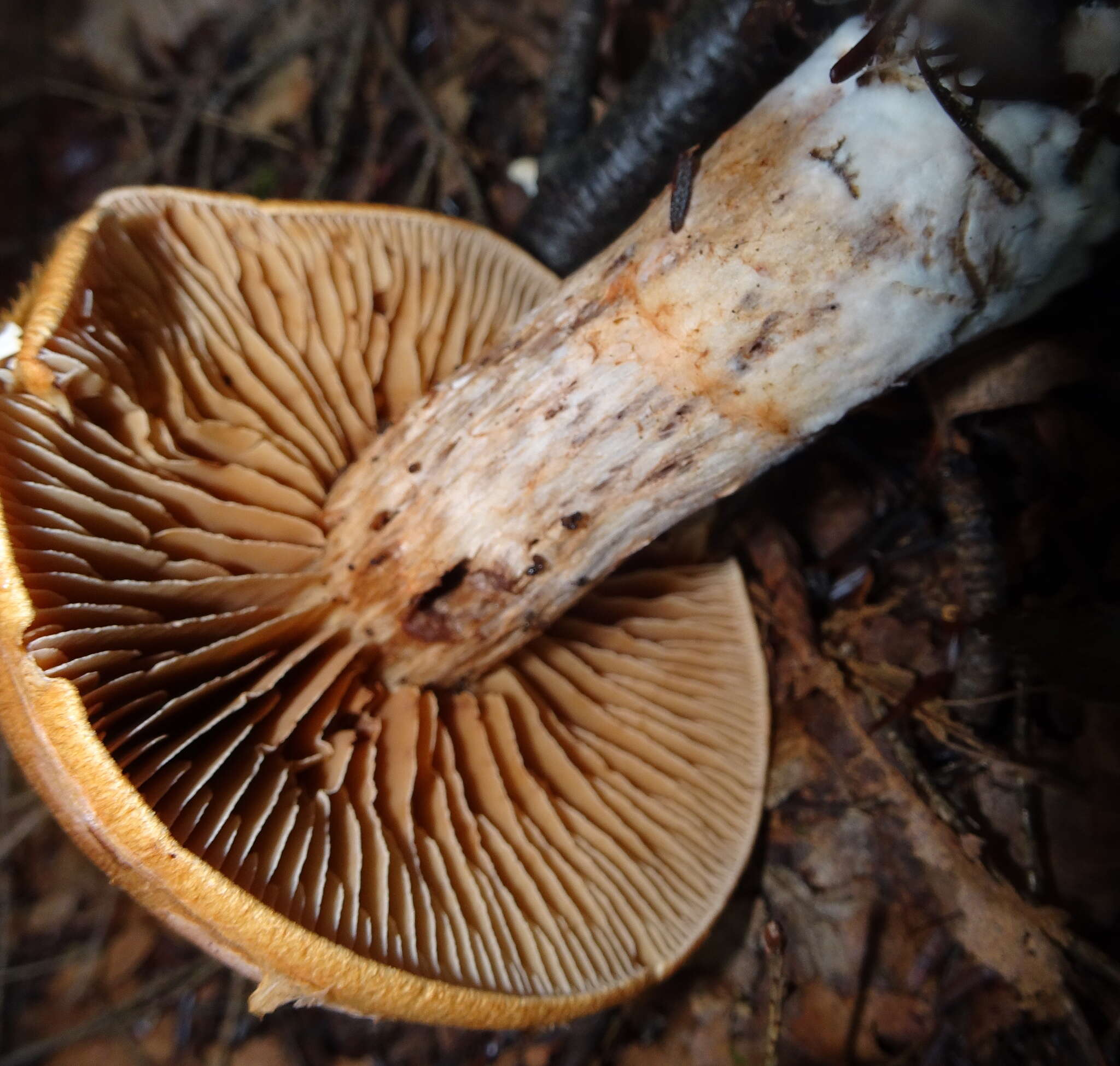 Image of Cortinarius armillatus (Fr.) Fr. 1838