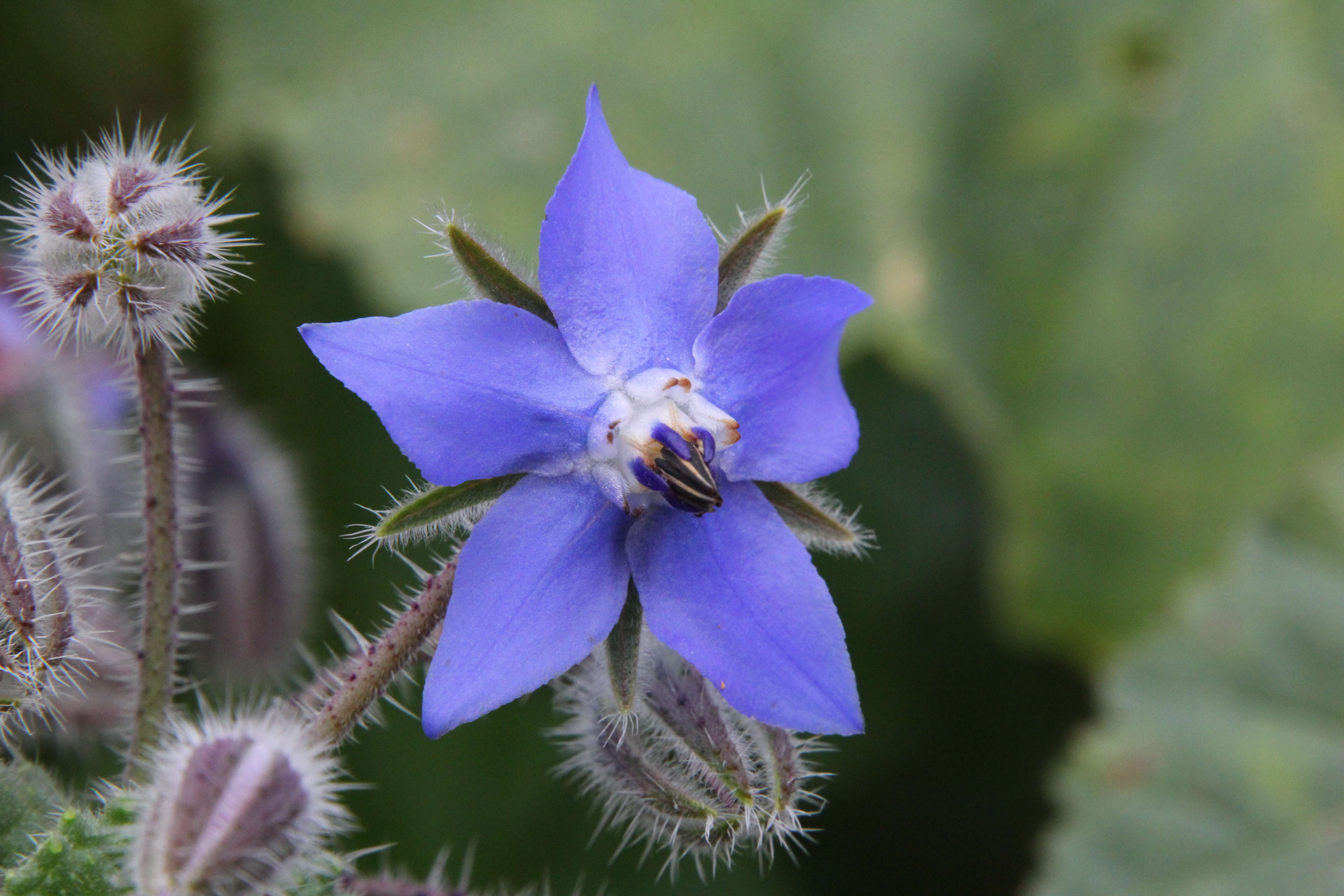 Image of borage