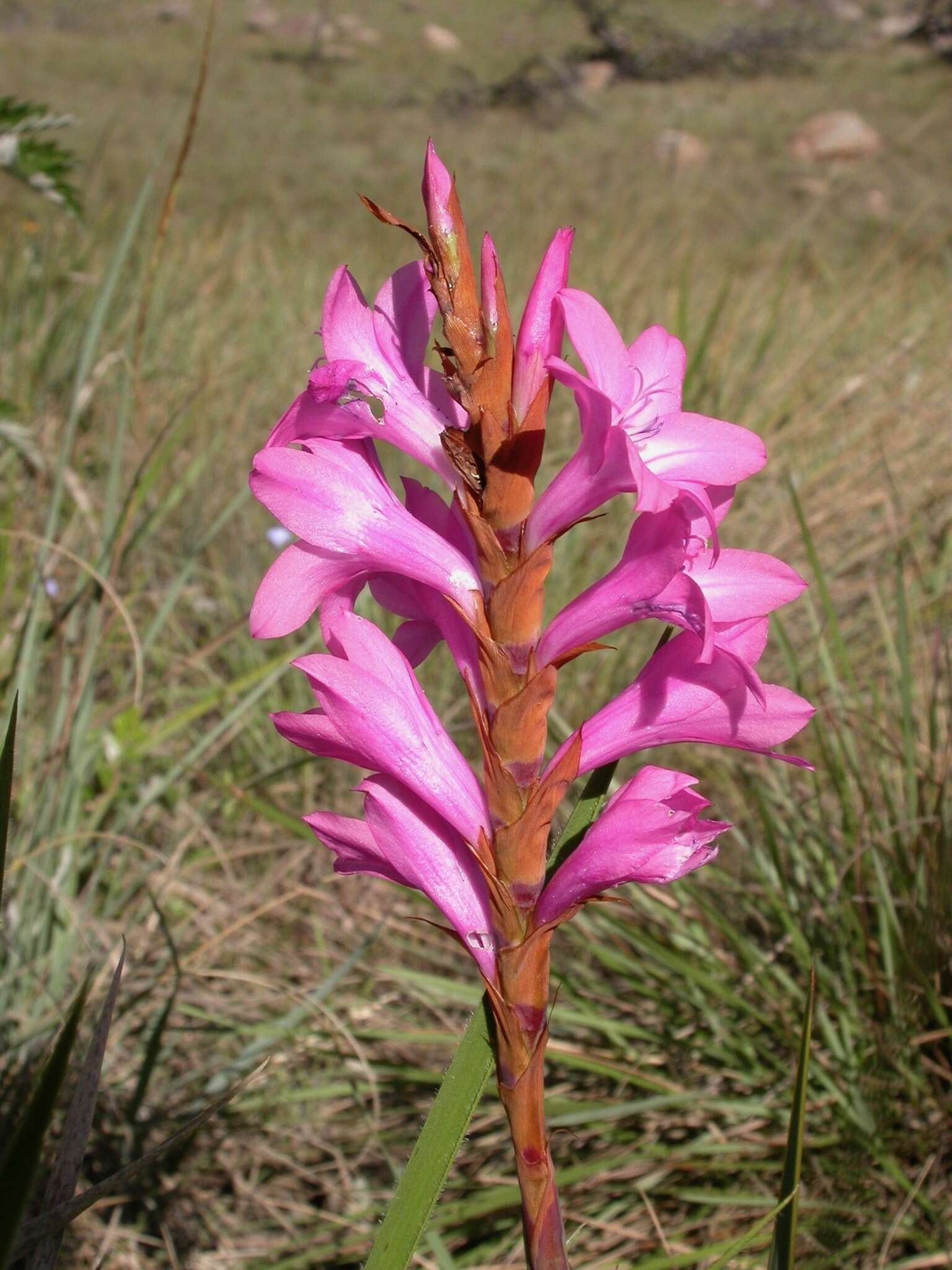 Image of Watsonia lepida N. E. Br.