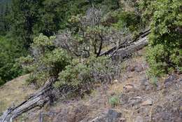Image of Sierra cliffbrake