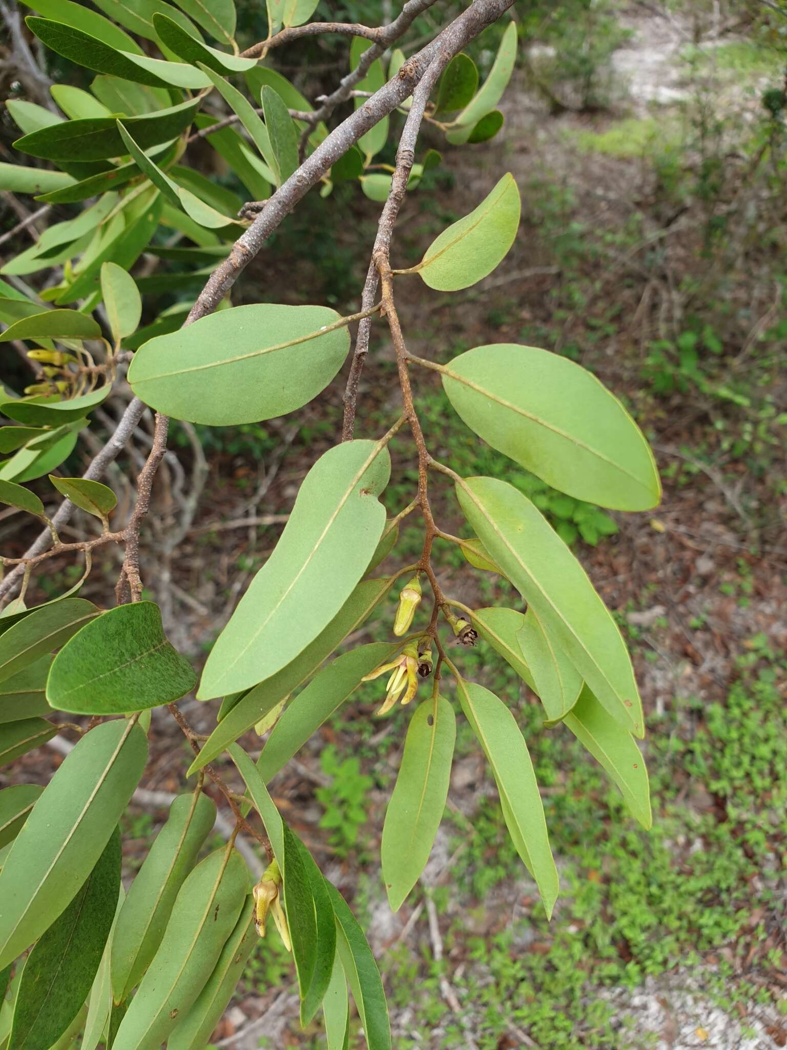 Image of Xylopia bemarivensis Diels