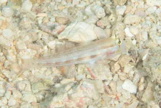 Image of Eyebar goby