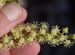 Image of Croton magneticus Airy Shaw