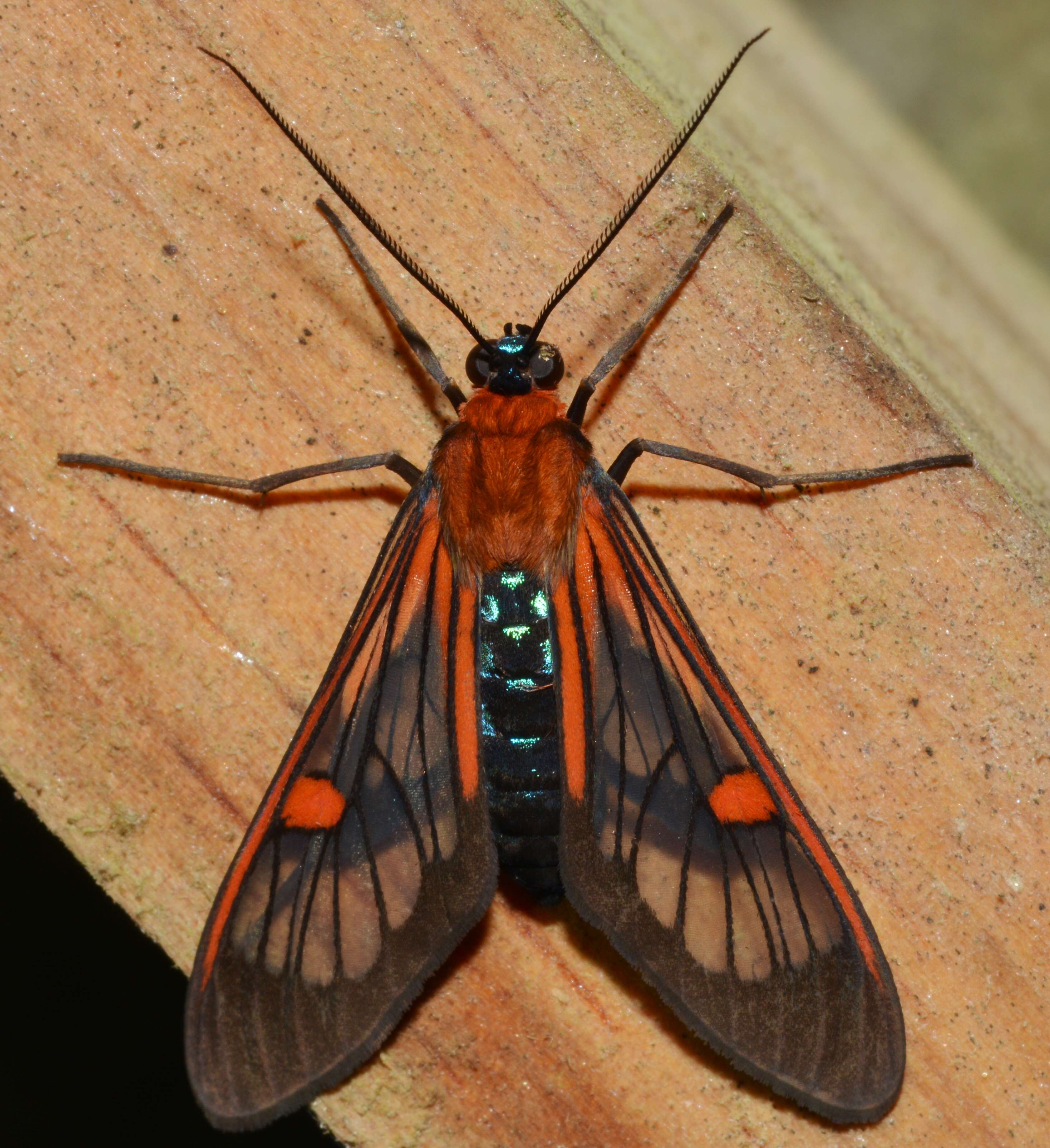 Image of Cosmosoma teuthras Walker 1854