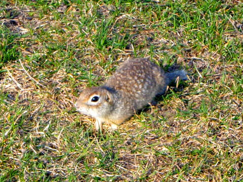 Слика од Spermophilus suslicus (Güldenstaedt 1770)