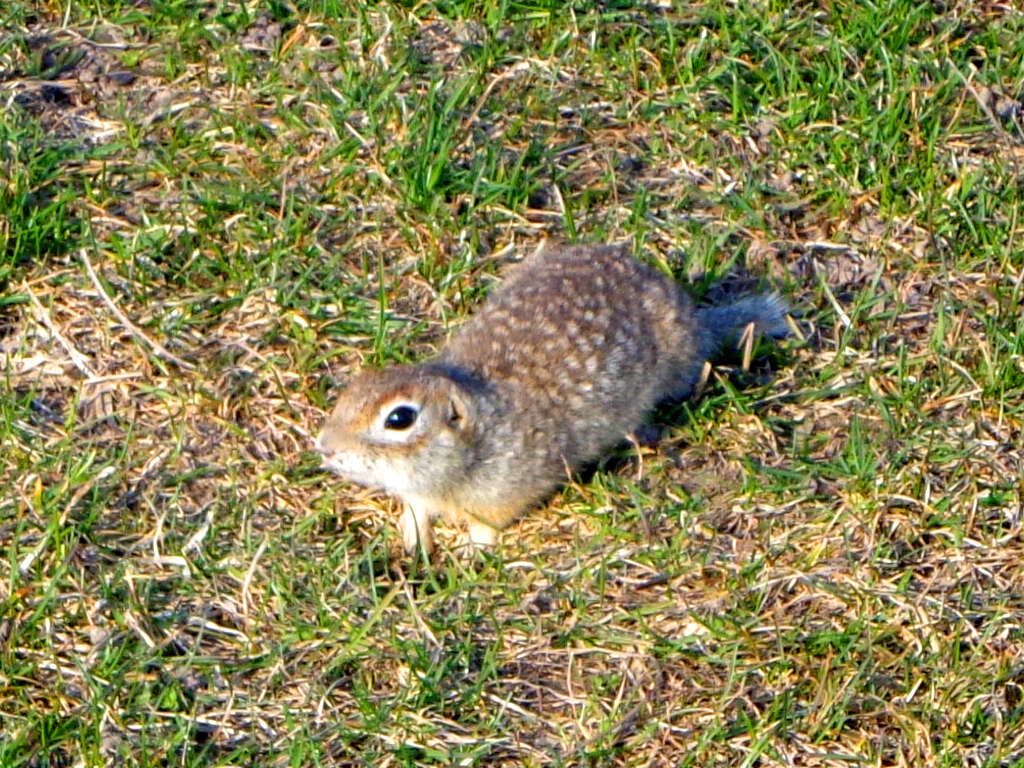 Image of Speckled Ground Squirrel