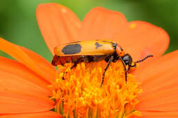 Image of Lytta (Paralytta) quadrimaculata (Chevrolat 1834)